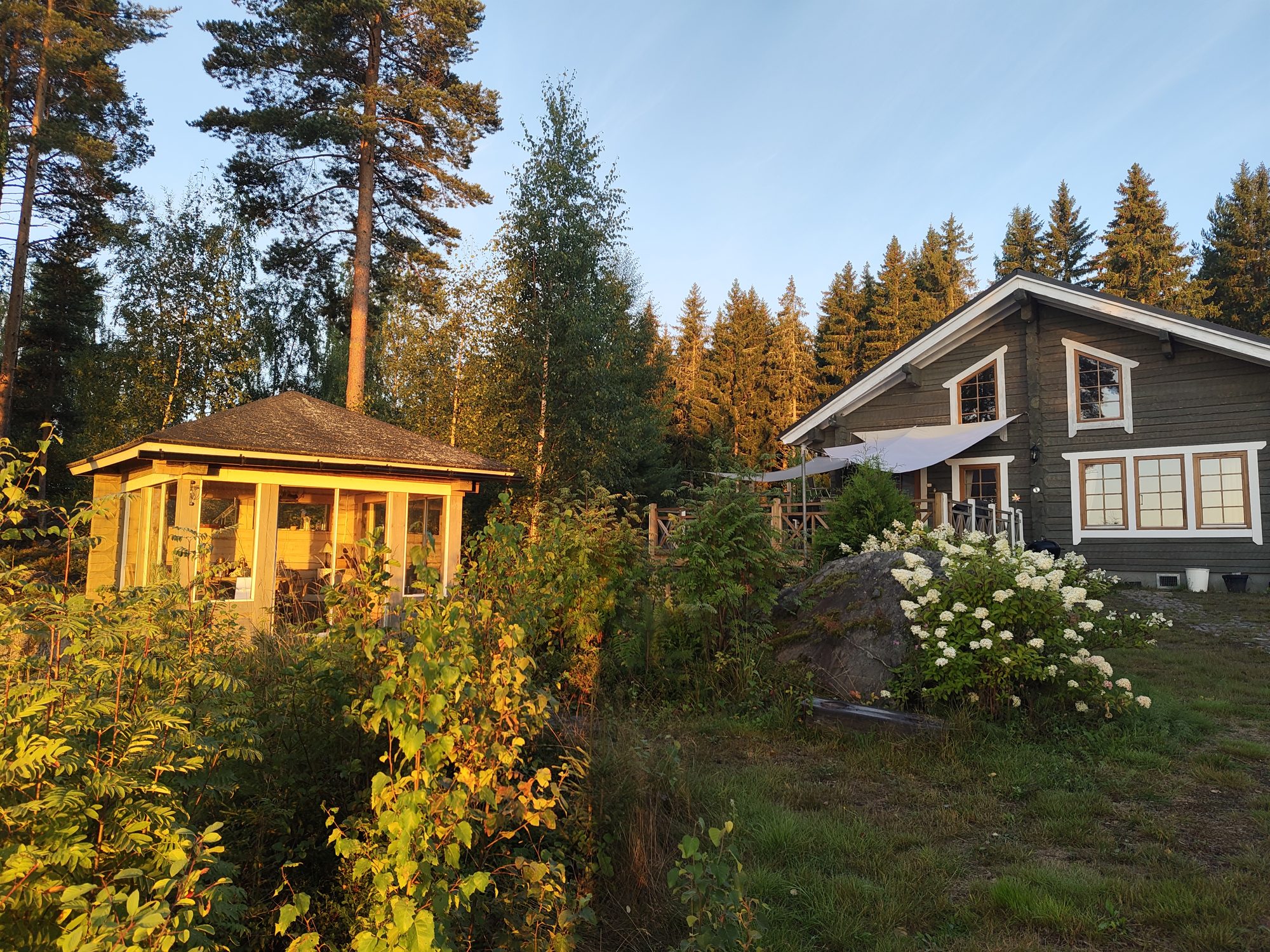 Finnish lakeside cottage and separate sauna building among trees in warm evening light
