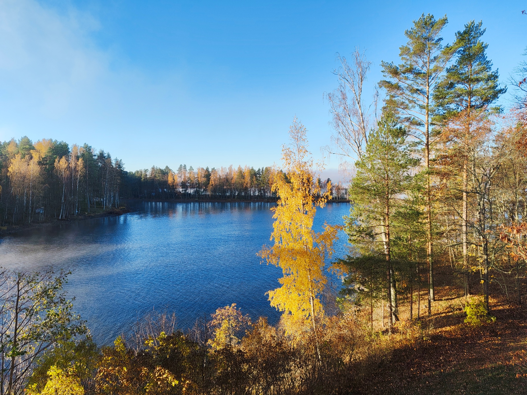 A yellow birch glowing on the shore of Lake Päijänne, with dark spruce behind and low mist over the water