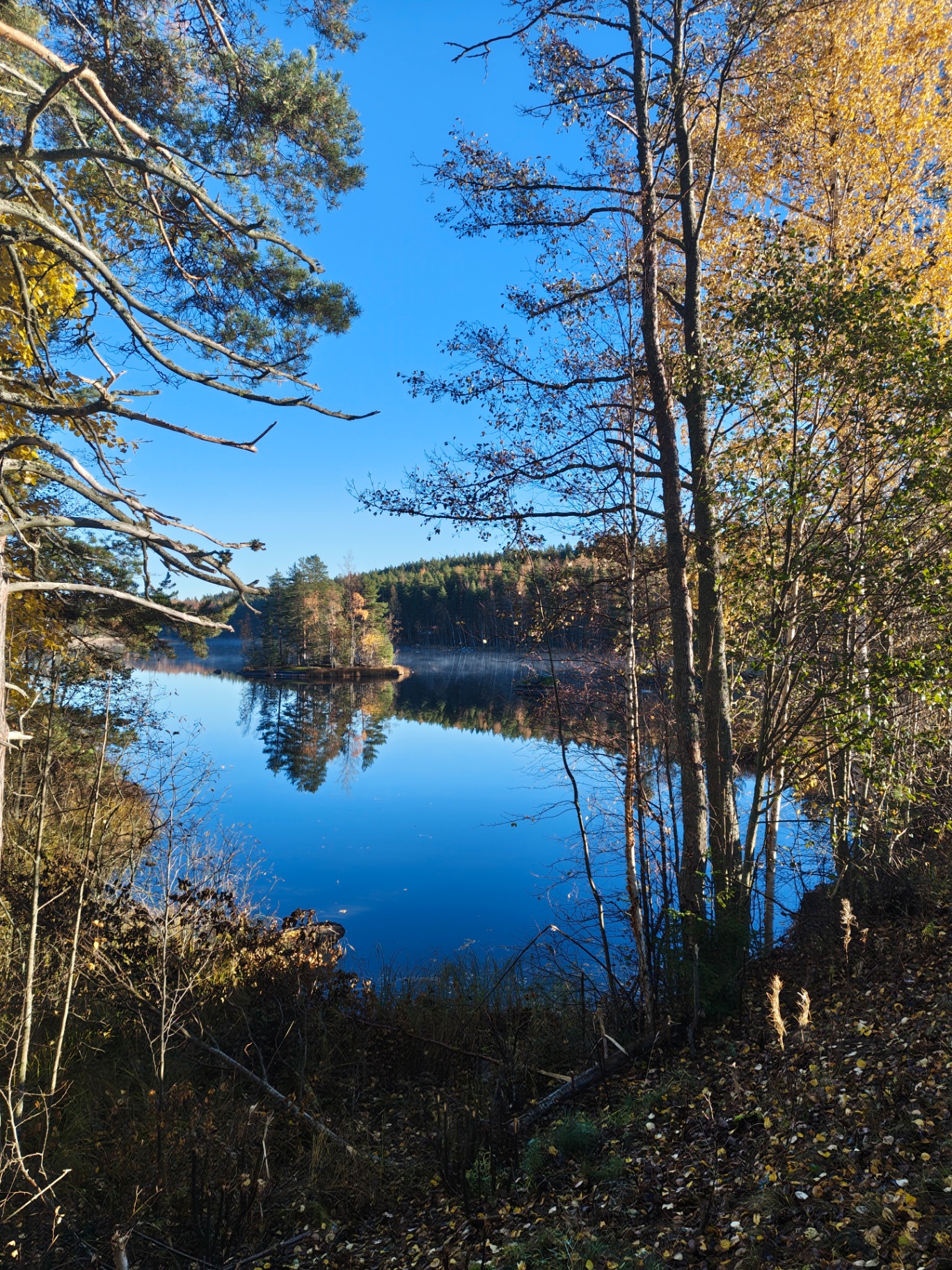 Lake Päijänne seen through yellow birches and pines, with a small wooded island and light mist