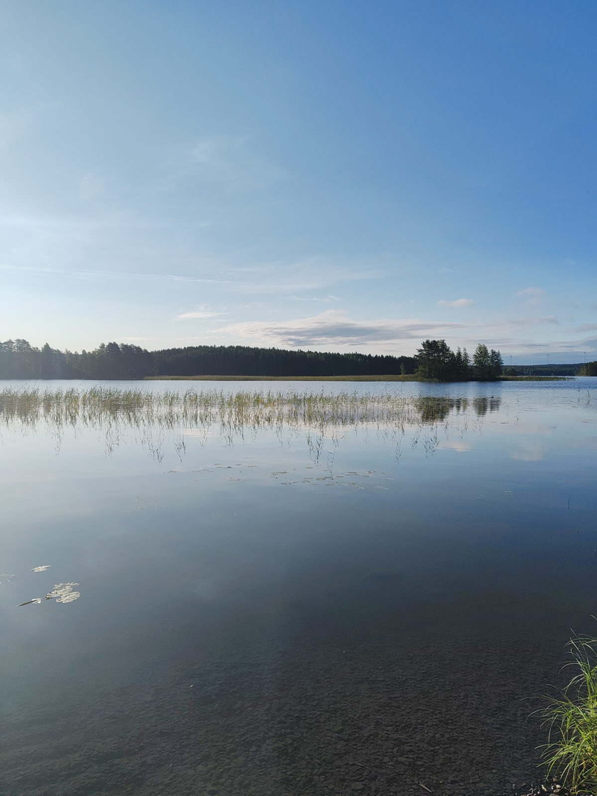 Finland summer vacation: morning mist over a quiet lake in Finnish Lakeland with reeds in the foreground