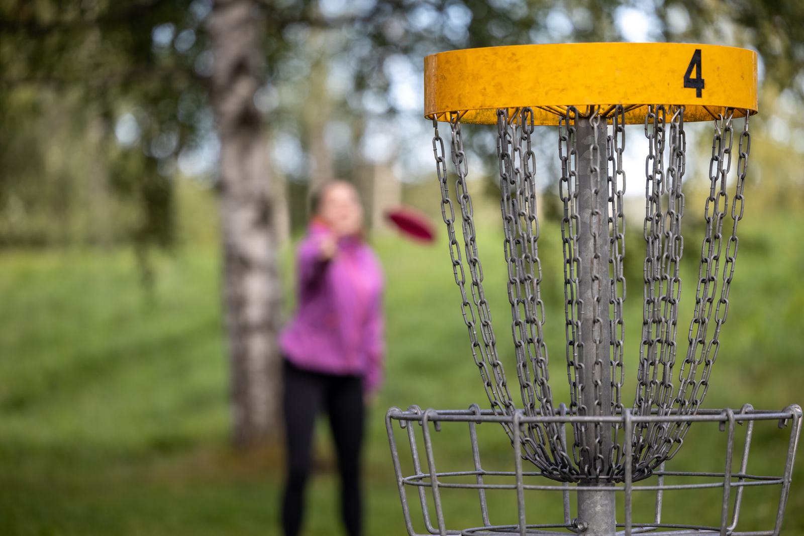 Player throwing a disc towards a disc golf basket among birch trees
