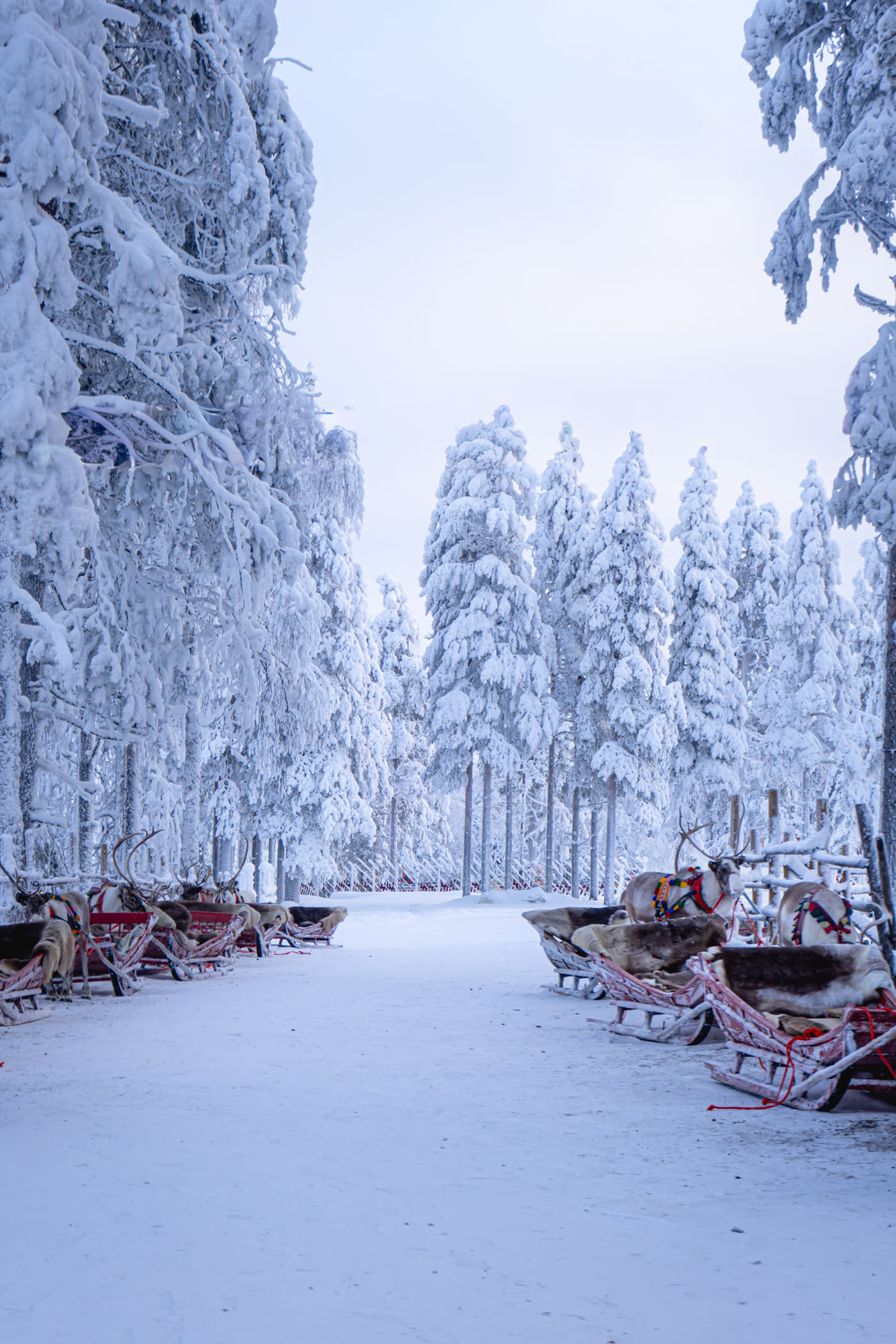 Reindeer sleighs waiting in a snow-laden Lapland forest on a bright Arctic winter day