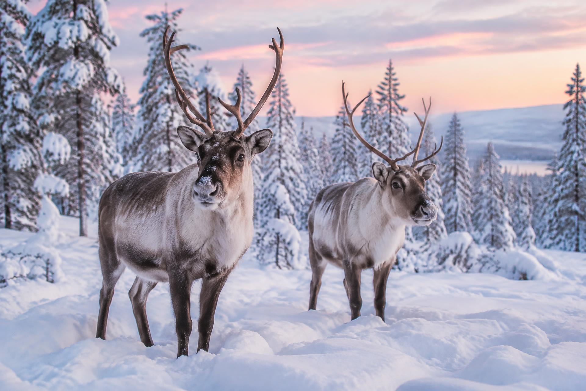 Two reindeer standing in deep snow in a quiet snowy pine forest in Lapland